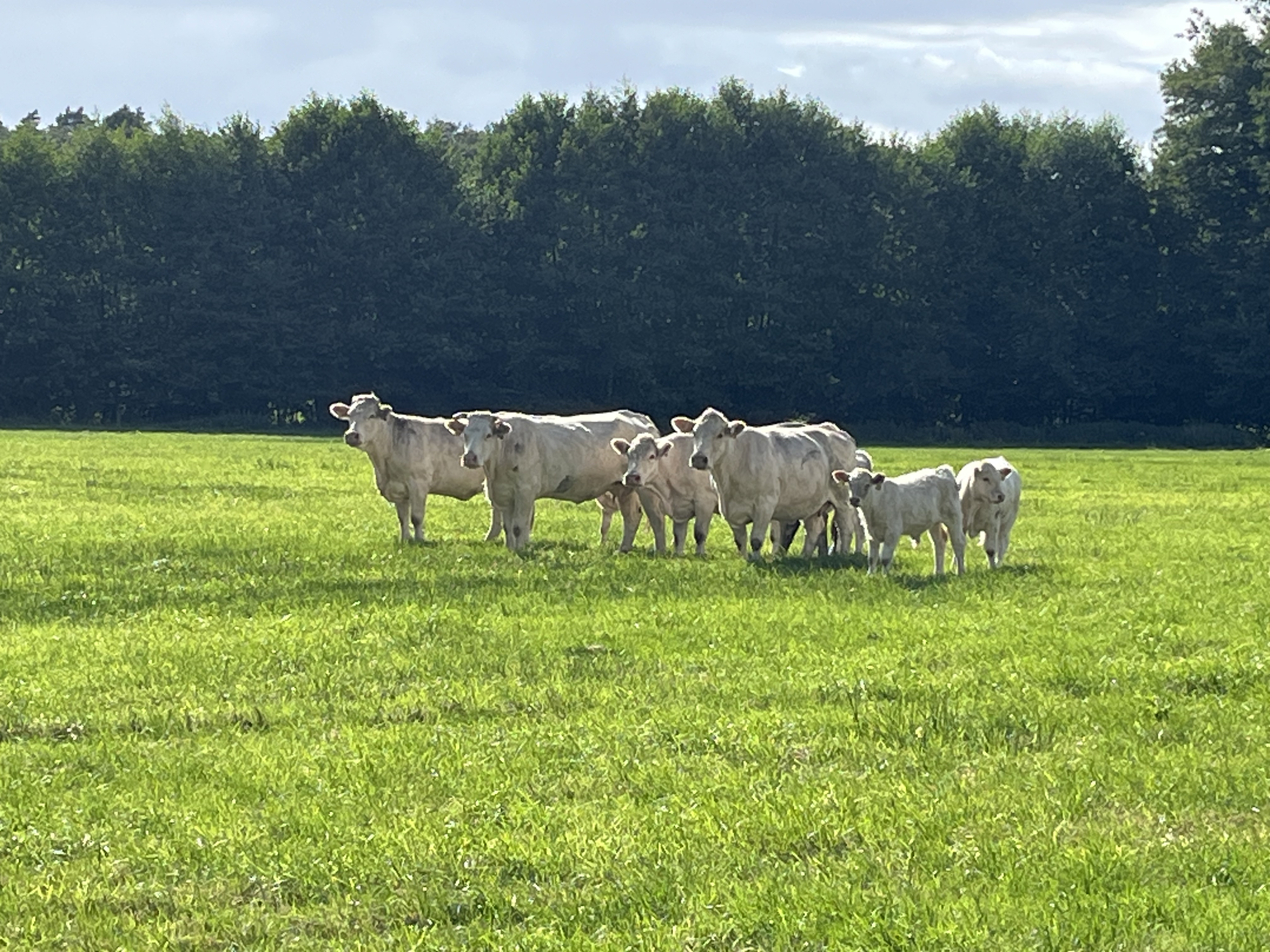 Rinderherde auf der Weide – Hofladen Finken